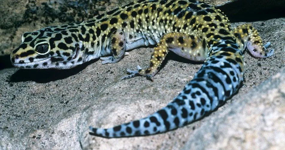 Do Leopard Geckos Need UVB