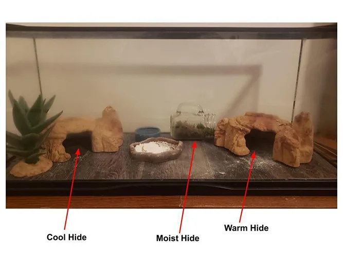 leopard gecko hiding area to avoid UVB exposure