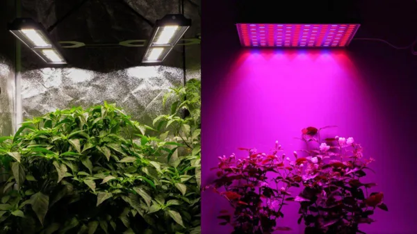 plants showing improved color under UV light