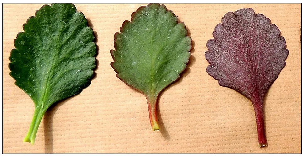 plants showing improved color under UV light